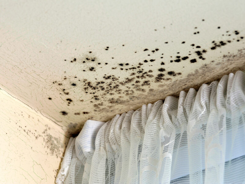 What is condensation and mould?